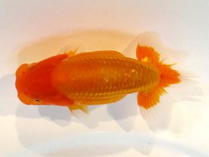 横浜観魚会　研究会　5位　秋元和男