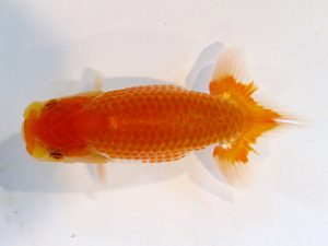 横浜観魚会　研究会　6位　村田祐則