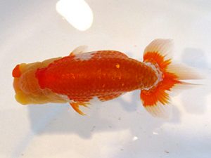 横浜観魚会　研究会　7位　篠　孝利