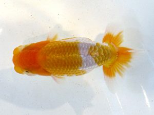 横浜観魚会　研究会　8位　丸山克昌