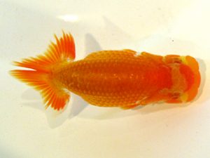 横浜観魚会　研究会　9位　森　寛登