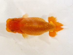 房総らんちう会　研究会　1位　作本守聡