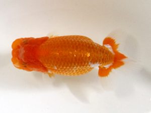 房総らんちう会　研究会　2位　作本守聡