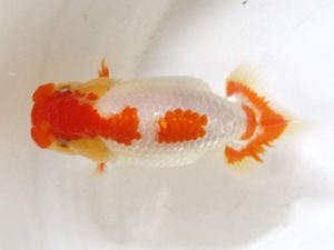 房総らんちう会　研究会　4位　田中克英