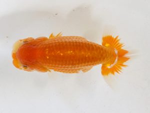 房総らんちう会　研究会　5位　秋元和男