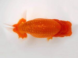 知多昇蘭会　東大関　十河哲也　武豊