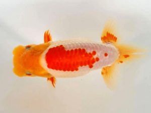 知多昇蘭会　西大関　田中　宏　武豊