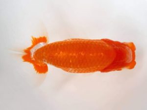 知多昇蘭会　立行司　十河哲也　武豊