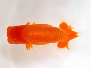 知多昇蘭会　東取締　石黒英明　南知多