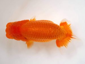 知多昇蘭会　西取締　鎌田芳男　稲沢