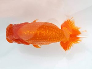 知多昇蘭会　東大関　目時勝太郎　西尾