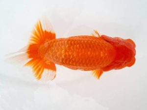 知多昇蘭会　西大関　加藤安正　高浜