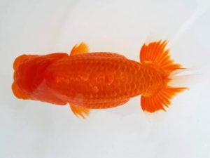 知多昇蘭会　立行司　川口　功　あま