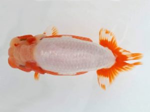 知多昇蘭会　東取締　野口　弘　半田