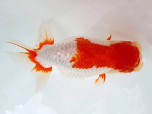 知多昇蘭会　東大関　川口敦司　稲沢