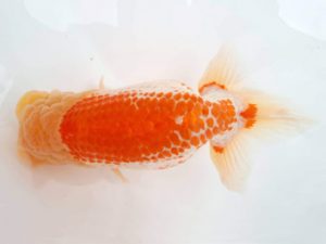 知多昇蘭会　西大関　片山喜代治　常滑