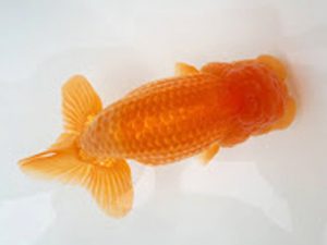 知多昇蘭会　東取締　井上　達　半田