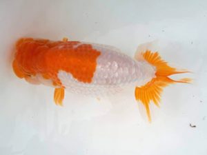 知多昇蘭会　西取締　片山喜代治　常滑