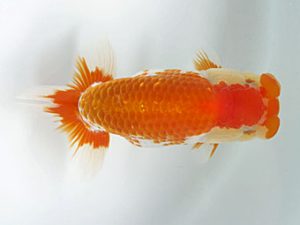 愛媛県らんちゅう愛好会　東大関　西村喜代典　松山