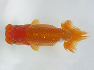 愛媛県らんちゅう愛好会　西大関　矢野慎一　松山