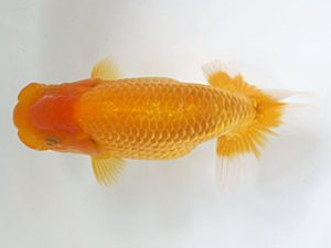 愛媛県らんちゅう愛好会　立行司　伊賀瀬　喬　松山