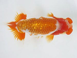 愛媛県らんちゅう愛好会　東取締　西村喜代典　松山