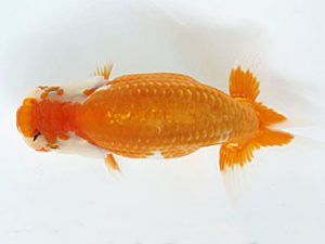 愛媛県らんちゅう愛好会　西取締　木村　学　高知