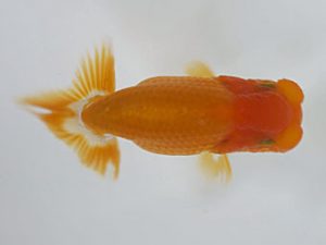 愛媛県らんちゅう愛好会　東大関　藤原博文　徳島