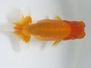 愛媛県らんちゅう愛好会　西大関　藤原博文　徳島