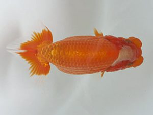 愛媛県らんちゅう愛好会　立行司　千田祐司　呉