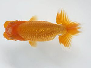 愛媛県らんちゅう愛好会　東取締　高岡泰雄　松山