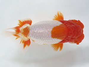 愛媛県らんちゅう愛好会　東大関　高岡泰雄　松山