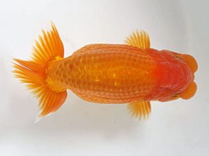 愛媛県らんちゅう愛好会　西大関　高岡泰雄　松山