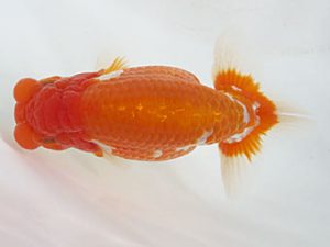 愛媛県らんちゅう愛好会　立行司　川野多寛　徳島