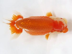 愛媛県らんちゅう愛好会　東取締　北村雄彦　松山