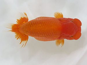 愛媛県らんちゅう愛好会　東大関　清水大輔　松山