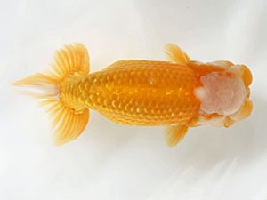 愛媛県らんちゅう愛好会　西大関　林　茂樹　宇和島