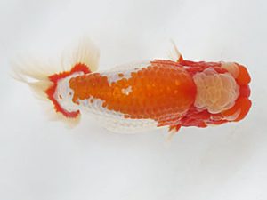 愛媛県らんちゅう愛好会　立行司　山光　勳　松山