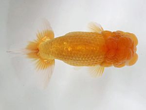 愛媛県らんちゅう愛好会　東取締　林　茂樹　宇和島