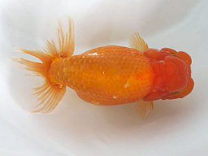 愛媛県らんちゅう愛好会　西取締　林　茂樹　宇和島