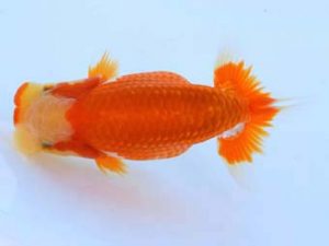 福山らんちゅう愛魚会　優等一席　三宅一共　浅口