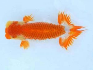 福山らんちゅう愛魚会 一等五席　原田和彦　倉敷