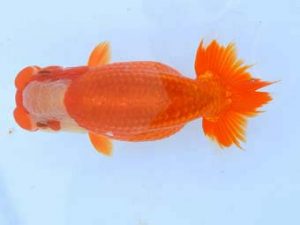 福山らんちゅう愛魚会 一等六席　石田一男　福山