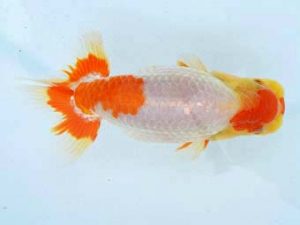 福山らんちゅう愛魚会 二等一席　数面義雄　尾道