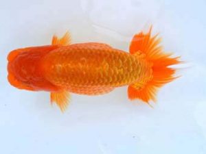 福山らんちゅう愛魚会 二等二席　小田　靖　大竹