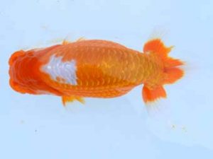 福山らんちゅう愛魚会 二等三席　田中茂規　岡山