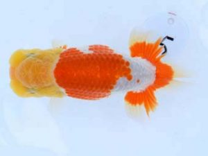 福山らんちゅう愛魚会 二等四席　岩下孝広　尾道