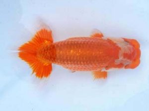 福山らんちゅう愛魚会 二等五席　原田和彦　倉敷