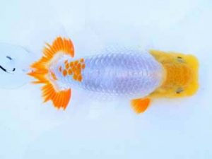 福山らんちゅう愛魚会　優等二席　胡本佳孝　玉野