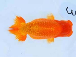 福山らんちゅう愛魚会　優等三席　山崎勝彦　呉 